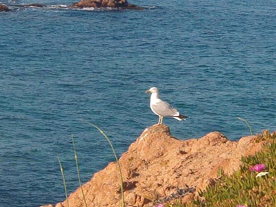 Costa Paradiso - Foto 15